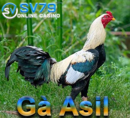 ga-asil-sv79